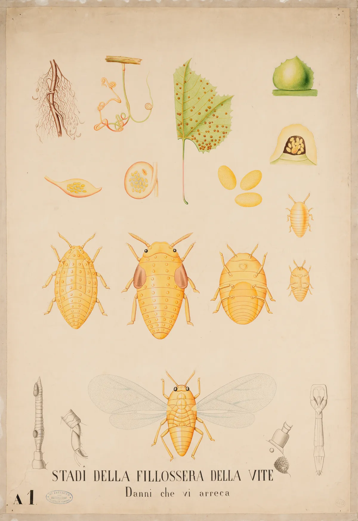 Lámina científica del siglo XIX con los estadios del insecto Phylloxera vastatrix y los daños que provoca en la vid, etiquetada en italiano 'Stadi della fillossera della vite'