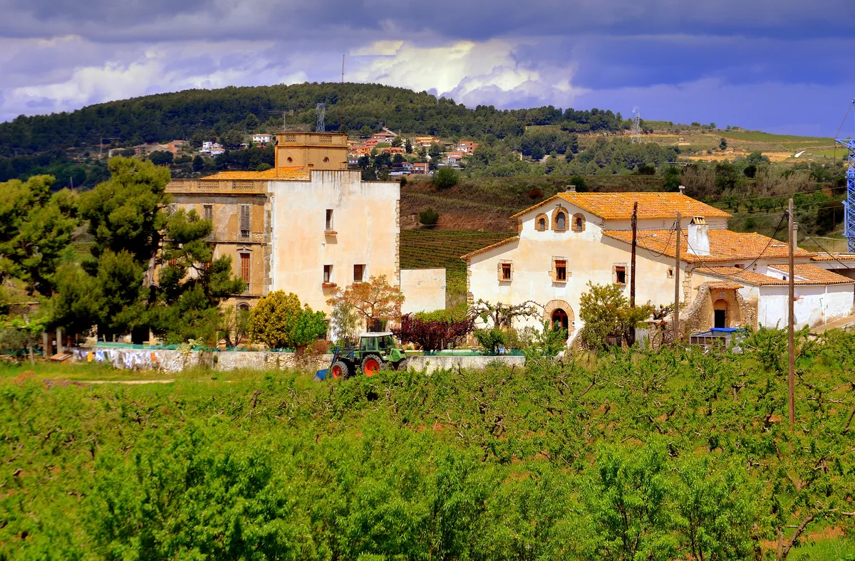 Viñedos en hileras del Penedès en Avinyonet, con suelo rojizo, masías al fondo y líneas de vid bien marcadas hacia el horizonte